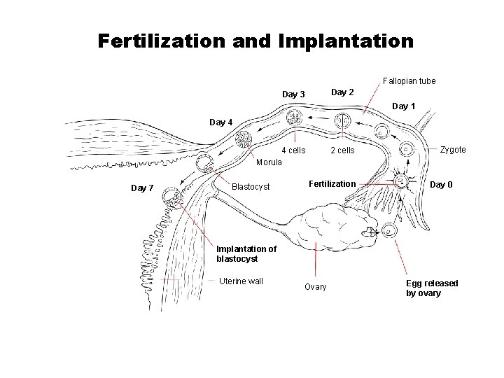 Fertilization and Implantation Section 39 -4 Fallopian tube Day 2 Day 3 Day 1