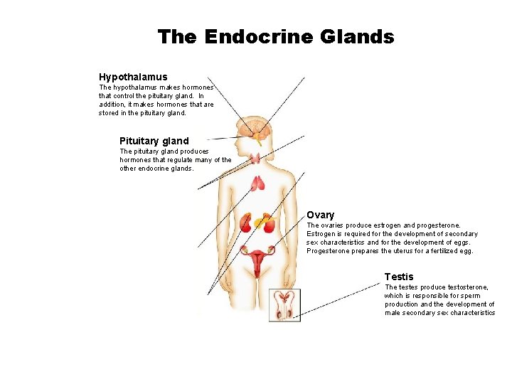 The Endocrine Glands Hypothalamus The hypothalamus makes hormones that control the pituitary gland. In