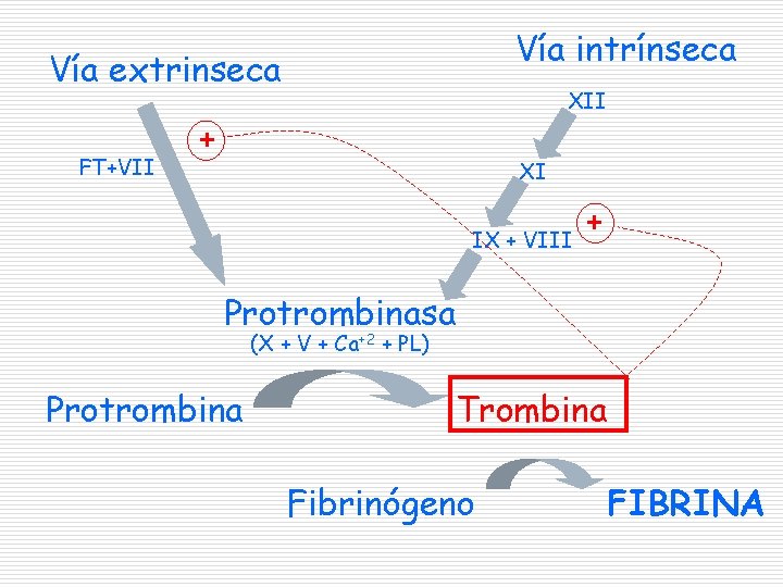 Vía intrínseca Vía extrinseca FT+VII XII + XI IX + VIII + Protrombinasa (X