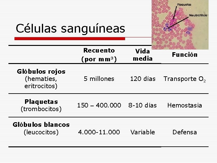 Células sanguíneas Recuento (por mm 3) Vida media Función Glóbulos rojos (hematíes, eritrocitos) 5