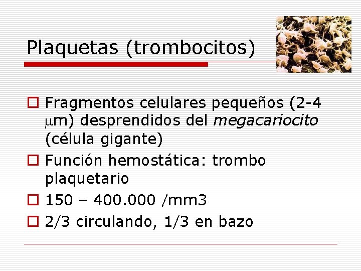 Plaquetas (trombocitos) o Fragmentos celulares pequeños (2 -4 m) desprendidos del megacariocito (célula gigante)