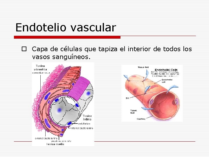 Endotelio vascular o Capa de células que tapiza el interior de todos los vasos