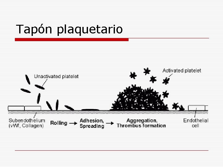 Tapón plaquetario 