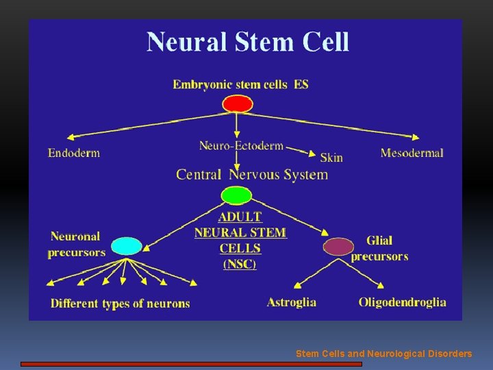 Stem Cells and Neurological Disorders 