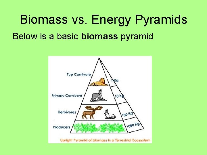 Biomass vs. Energy Pyramids Below is a basic biomass pyramid 