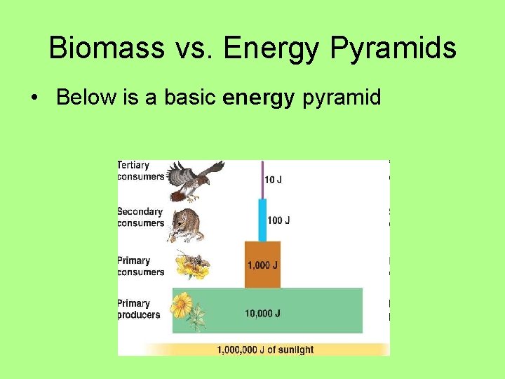 Biomass vs. Energy Pyramids • Below is a basic energy pyramid 