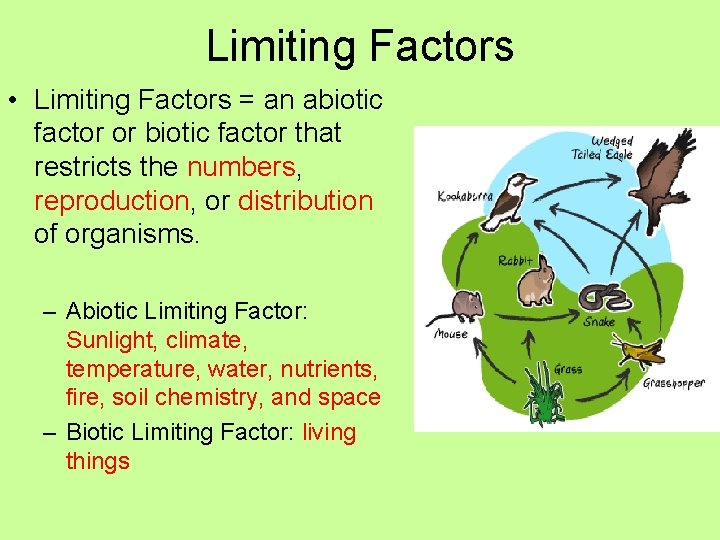 Limiting Factors • Limiting Factors = an abiotic factor or biotic factor that restricts
