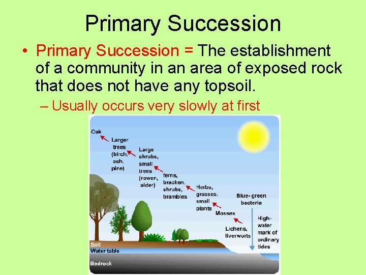 Primary Succession • Primary Succession = The establishment of a community in an area