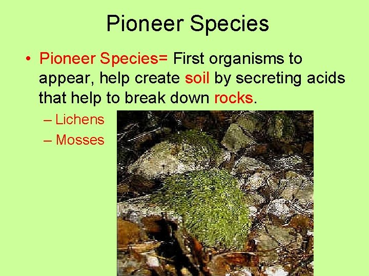 Pioneer Species • Pioneer Species= First organisms to appear, help create soil by secreting