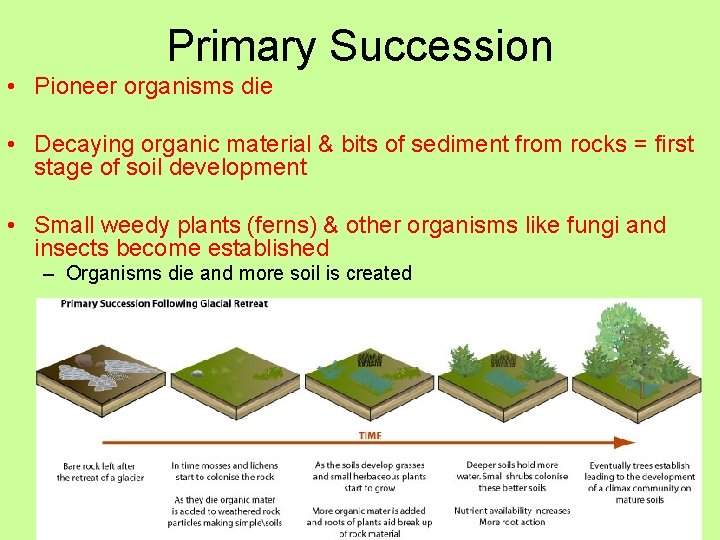 Primary Succession • Pioneer organisms die • Decaying organic material & bits of sediment