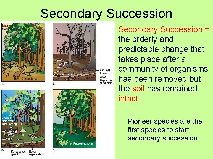 Secondary Succession • Secondary Succession = the orderly and predictable change that takes place