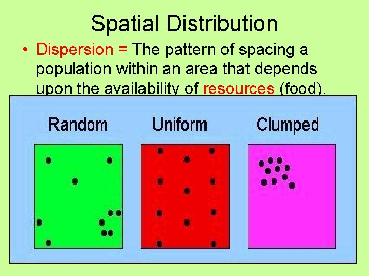 Spatial Distribution • Dispersion = The pattern of spacing a population within an area