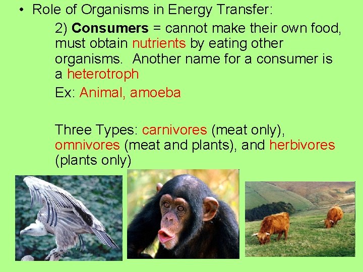  • Role of Organisms in Energy Transfer: 2) Consumers = cannot make their