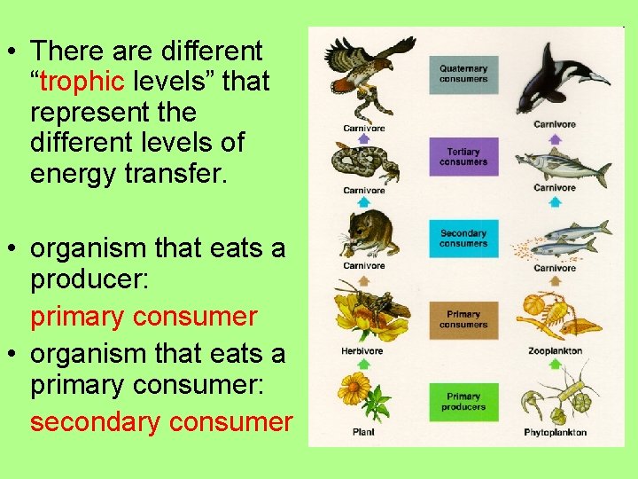  • There are different “trophic levels” that represent the different levels of energy