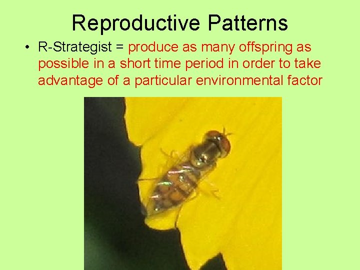 Reproductive Patterns • R-Strategist = produce as many offspring as possible in a short