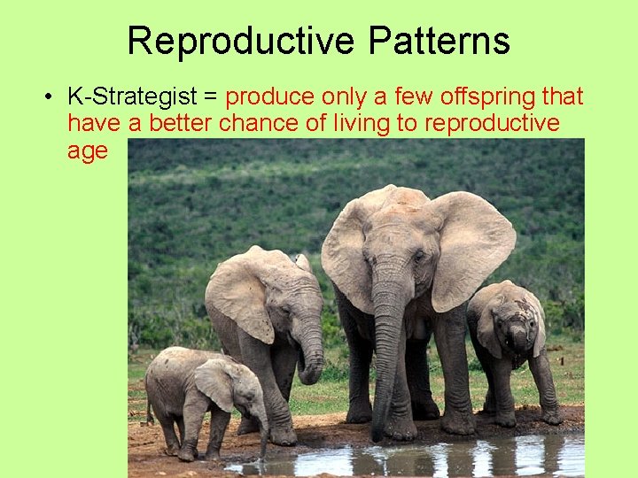 Reproductive Patterns • K-Strategist = produce only a few offspring that have a better