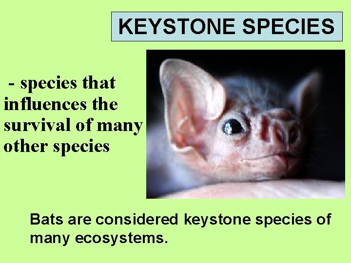 KEYSTONE SPECIES - species that influences the survival of many other species Bats are