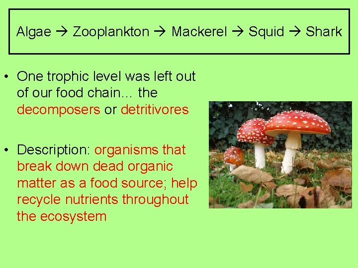 Algae Zooplankton Mackerel Squid Shark • One trophic level was left out of our