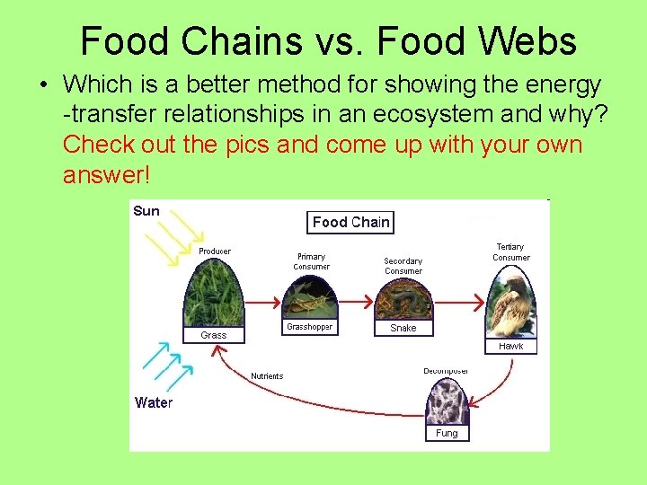 Food Chains vs. Food Webs • Which is a better method for showing the