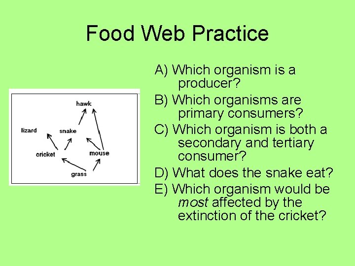 Food Web Practice A) Which organism is a producer? B) Which organisms are primary