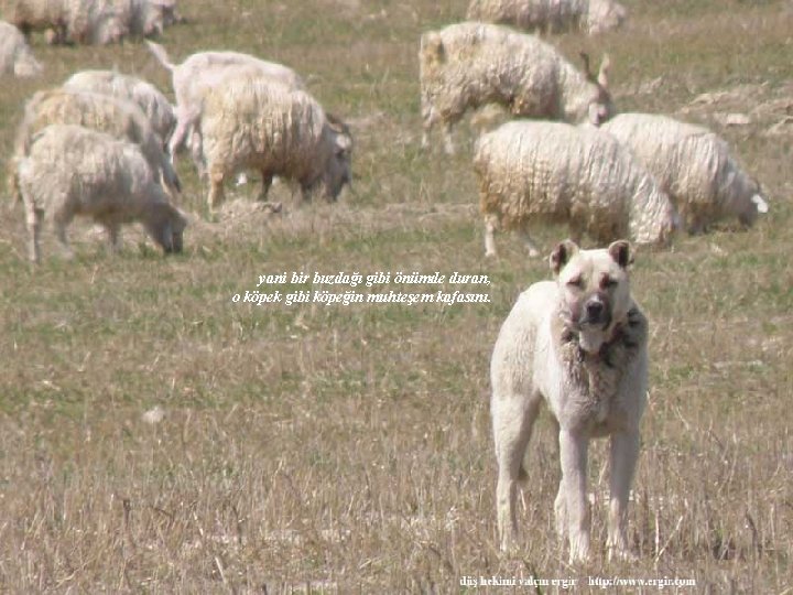 yani bir buzdağı gibi önümde duran, o köpek gibi köpeğin muhteşem kafasını. 