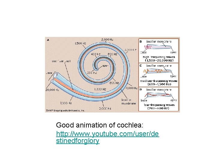 Good animation of cochlea: http: //www. youtube. com/user/de stinedforglory 