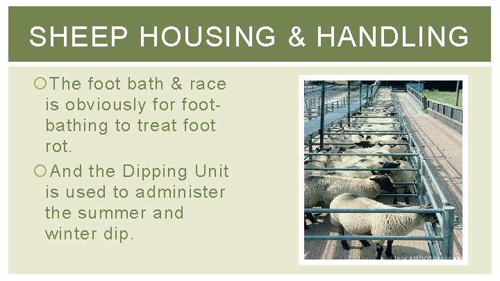 SHEEP HOUSING & HANDLING The foot bath & race is obviously for footbathing to