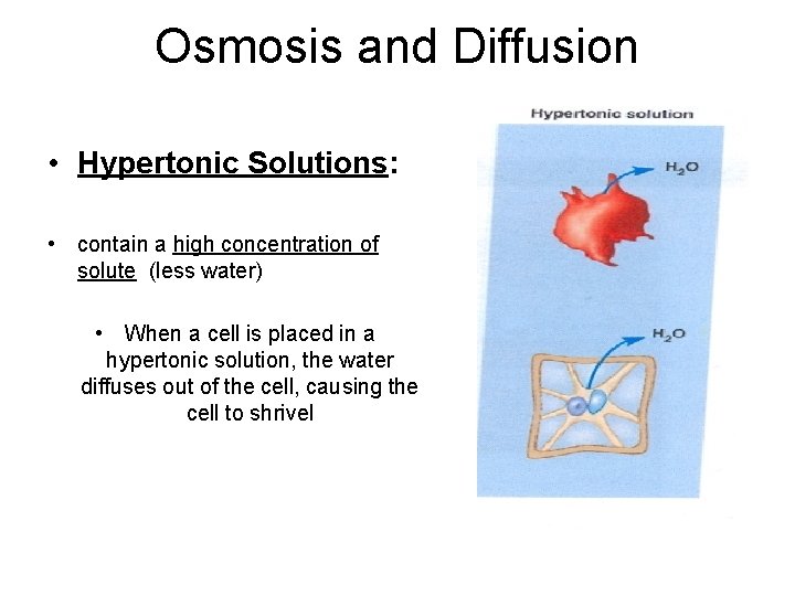 Osmosis and Diffusion • Hypertonic Solutions: • contain a high concentration of solute (less