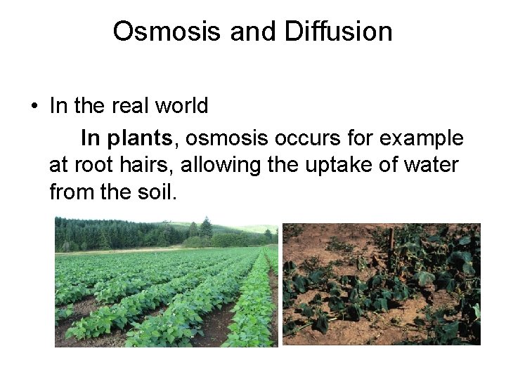 Osmosis and Diffusion • In the real world In plants, osmosis occurs for example