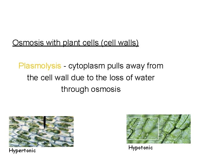 Osmosis with plant cells (cell walls) Plasmolysis - cytoplasm pulls away from the cell