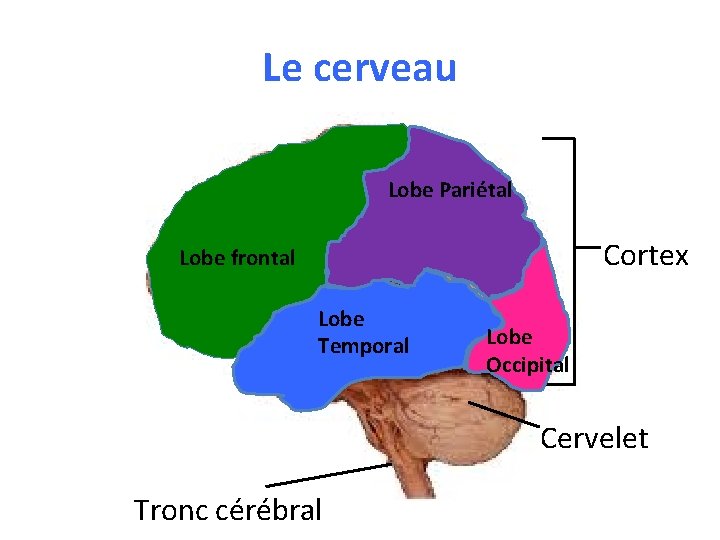 Le cerveau Lobe Pariétal Cortex Lobe frontal Lobe Temporal Lobe Occipital Cervelet Tronc cérébral