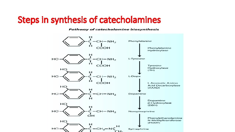 Steps in synthesis of catecholamines 