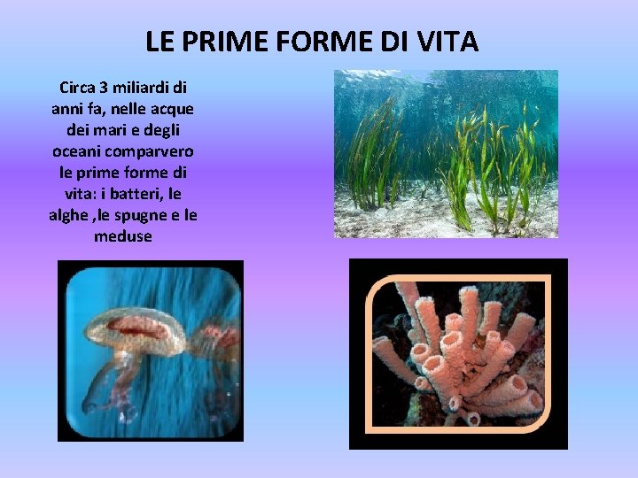 LE PRIME FORME DI VITA Circa 3 miliardi di anni fa, nelle acque dei