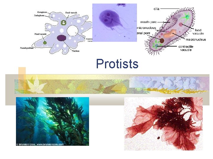 Protists 