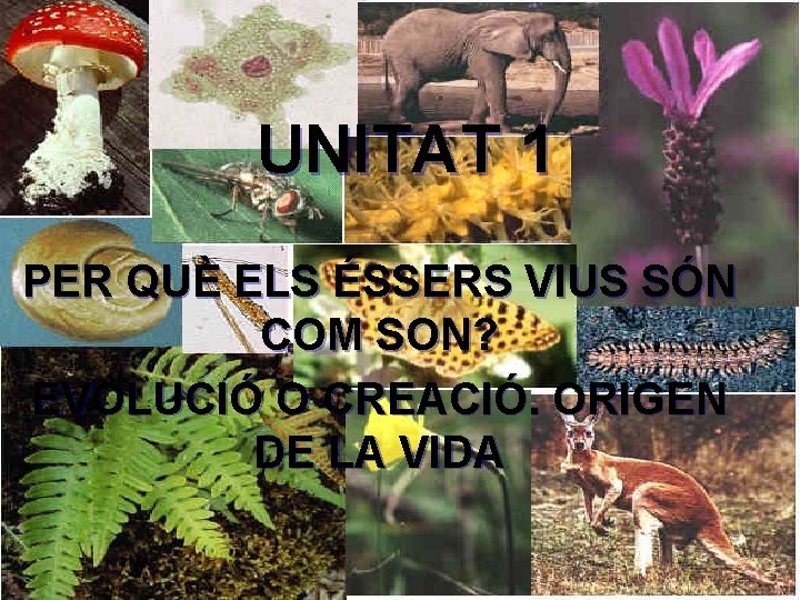 UNITAT 1 PER QUÈ ELS ÉSSERS VIUS SÓN COM SON? EVOLUCIÓ O CREACIÓ. ORIGEN