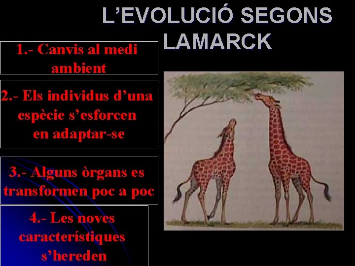 L’EVOLUCIÓ SEGONS LAMARCK 1. - Canvis al medi ambient 2. - Els individus d’una