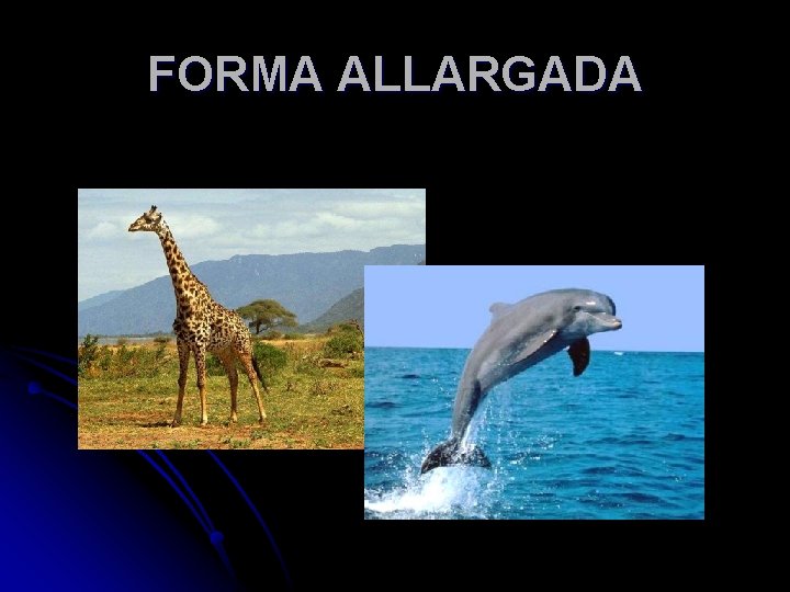 FORMA ALLARGADA 
