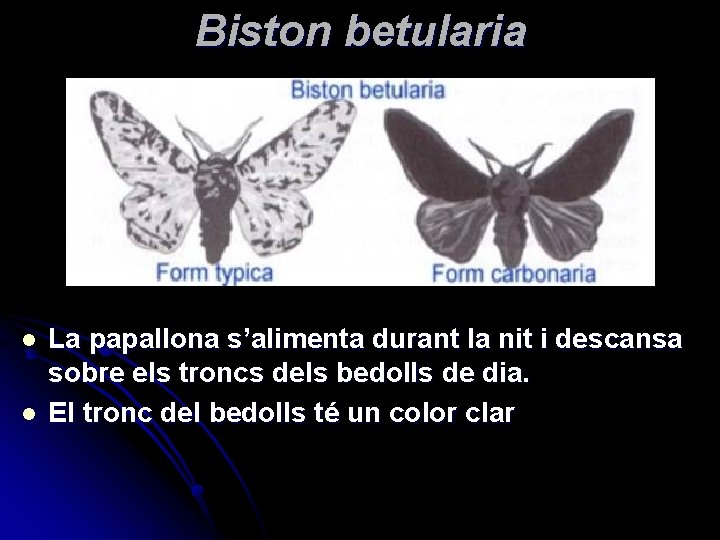 Biston betularia l l La papallona s’alimenta durant la nit i descansa sobre els