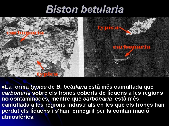 Biston betularia l. La forma typica de B. betularia està més camuflada que carbonaria