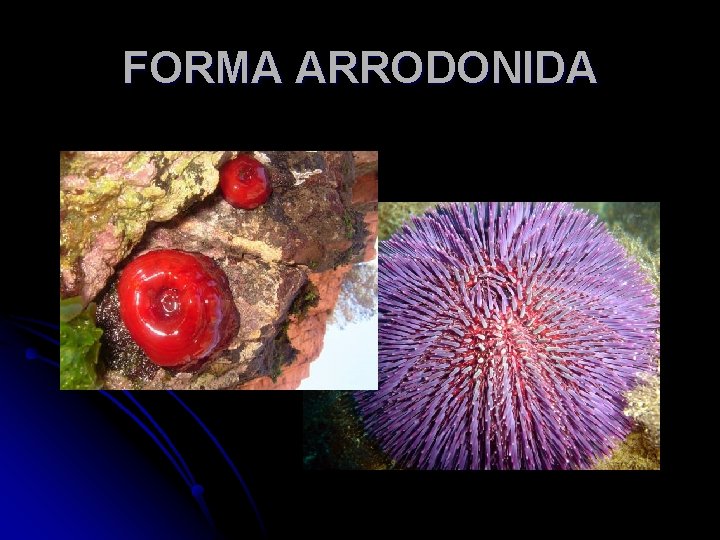 FORMA ARRODONIDA 
