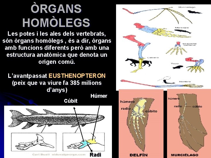 ÒRGANS HOMÒLEGS Les potes i les ales dels vertebrats, són òrgans homòlegs , és