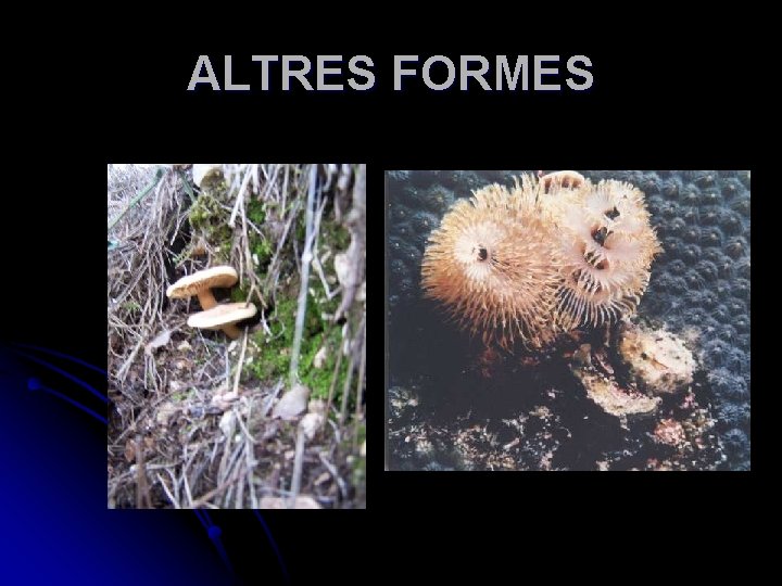 ALTRES FORMES 