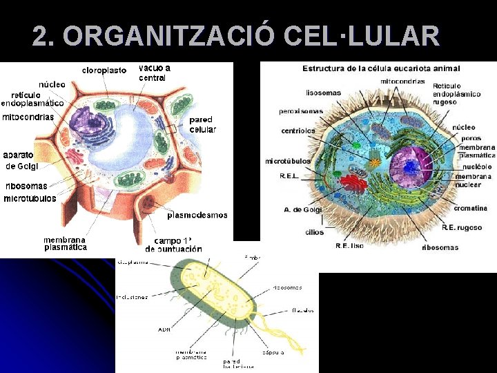 2. ORGANITZACIÓ CEL·LULAR 