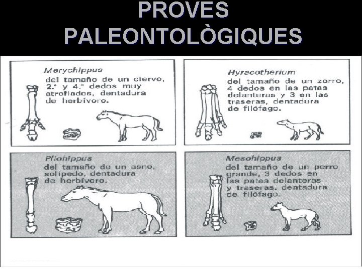 PROVES PALEONTOLÒGIQUES 