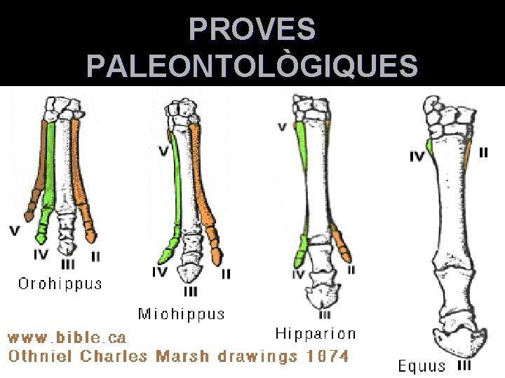 PROVES PALEONTOLÒGIQUES 