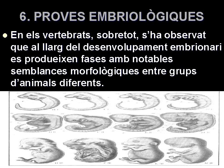 6. PROVES EMBRIOLÒGIQUES l En els vertebrats, sobretot, s’ha observat que al llarg del