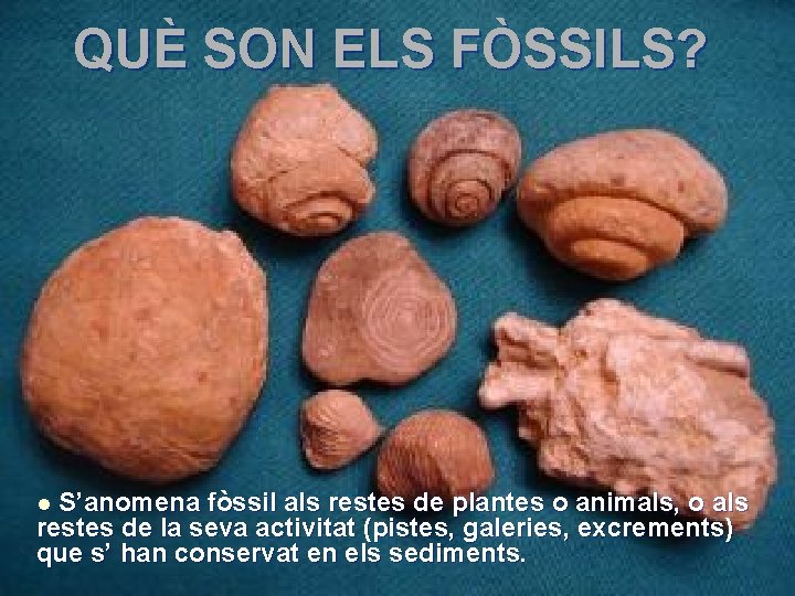 QUÈ SON ELS FÒSSILS? S’anomena fòssil als restes de plantes o animals, o als