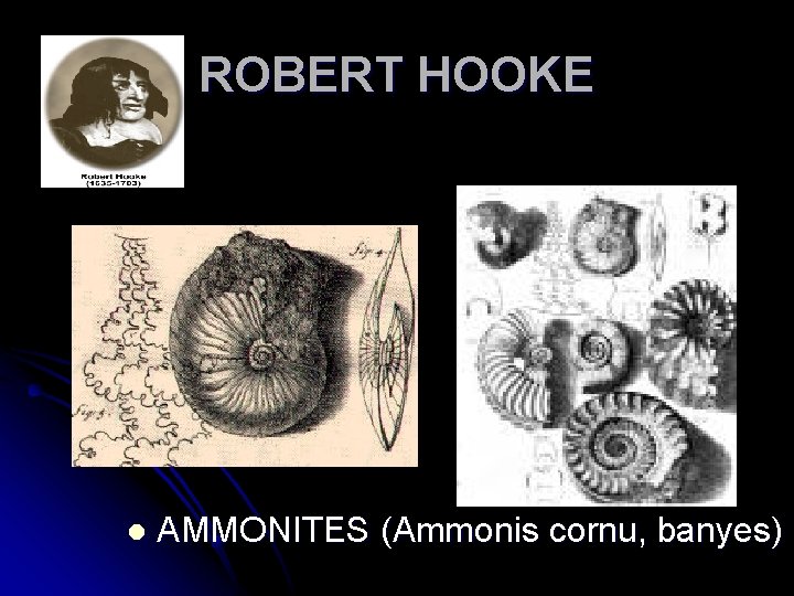 ROBERT HOOKE l AMMONITES (Ammonis cornu, banyes) 