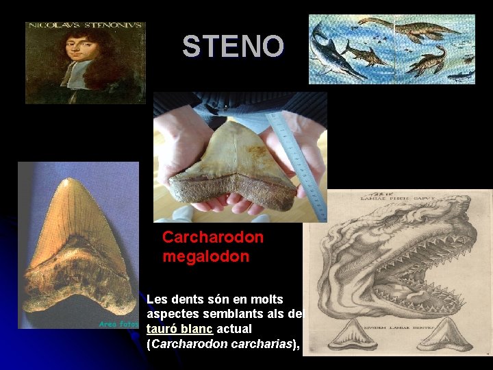 STENO Carcharodon megalodon Les dents són en molts aspectes semblants als del tauró blanc