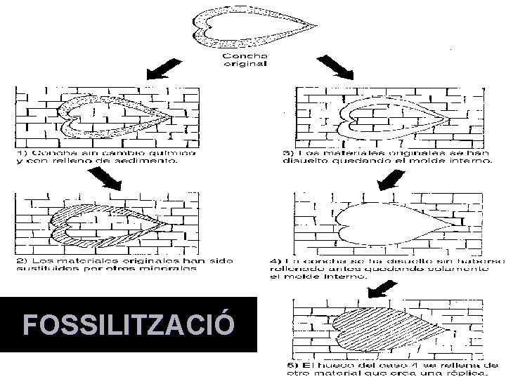 FOSSILITZACIÓ 